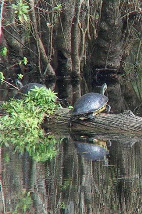 Swamp Turtles Wetland Swamp Forest