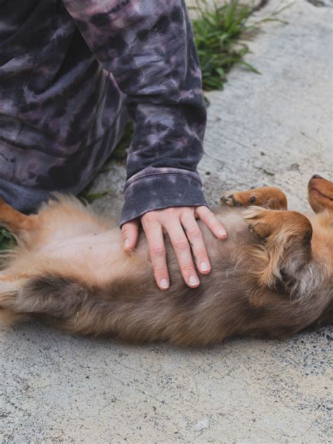 Dachshund Rash On Belly Sweet Dachshunds