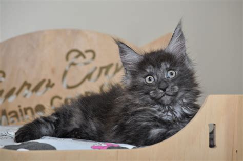 These hypoallergenic kittens are bred in georigia and can be shipped anywhere in the continental unites states. Available Maine Coon Kittens for Sale - European Maine ...