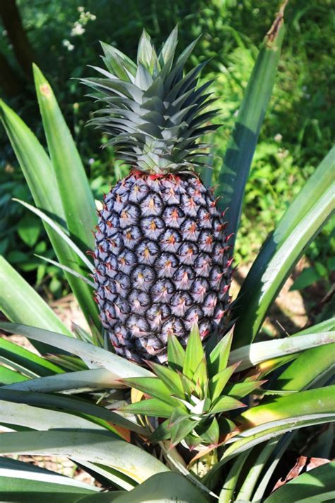 How To Take Care Of A Pineapple Plant Plant Ideas