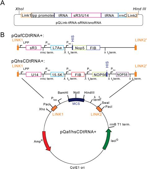 Diagrams Of Co Expression Plasmids Based On Pqlink System A The