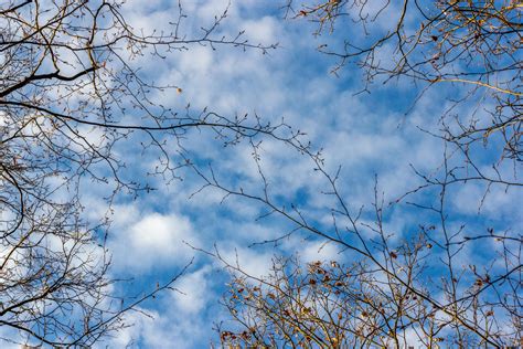 Leafless Tree Under Blue Sky · Free Stock Photo