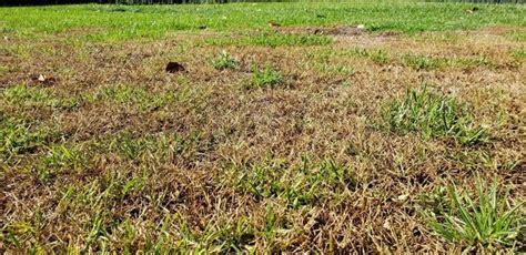 Campbell Vaughn Chinch Bug Damage To Lawn Can Be Treated