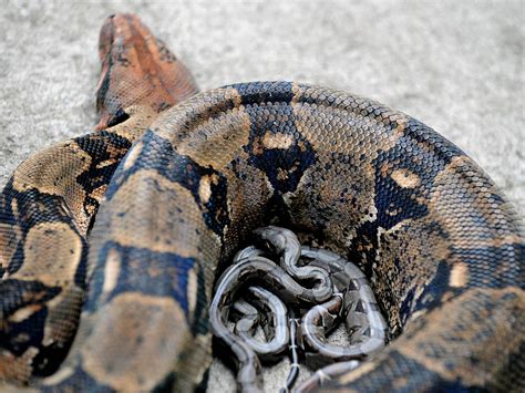 Pet Boa Constrictor Snake Escapes From Lincolnshire House Prompting