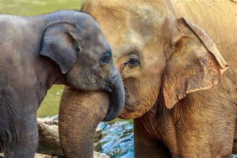 Elephant And Baby Elephant Stock Photo Image Of Animal 46843150