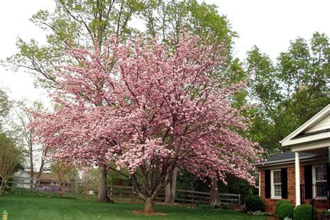 Kwanzan Cherry Tree Shade Shrubs Small Backyard Landscaping Backyard Trees