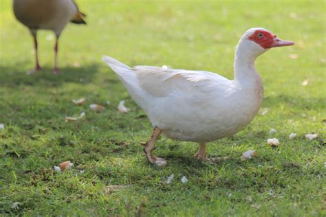 12 Of The Most Versatile Duck Breeds To Fill Your Homestead Garden