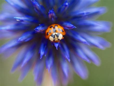 Blue Flower And Ladybug P7302938 Blue Flowers Flowers Blue