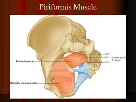 Iliococcygeus Muscle Origin And Insertion - PPT - Muscles and Fascia of Pelvic Wall PowerPoint Presentation - ID