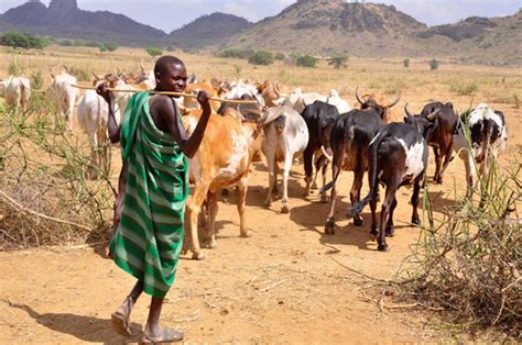 Fulani Herdsmen Are Destroying Our Farms Kwara Farmers Cry Out