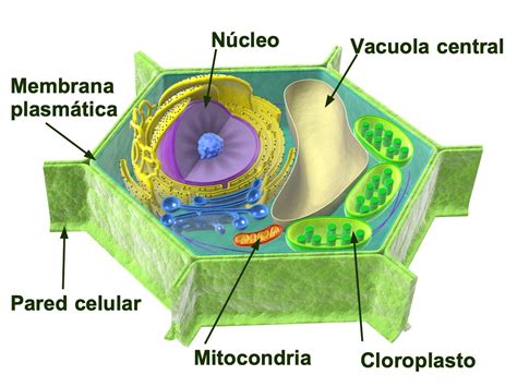 Biologia Vegetal Unidad Iiestructura Y Funcion De La Celula Vegetal