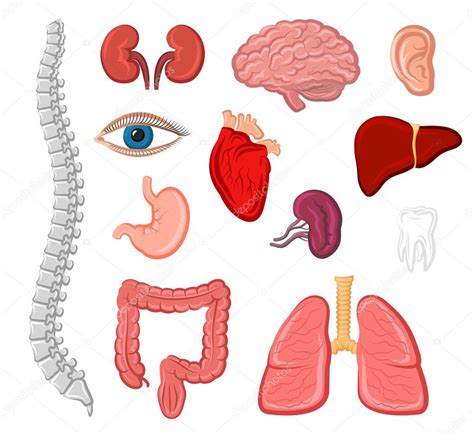 Dibujo De Los Organos Del Cuerpo Humano Dibujo De Los Organos Del