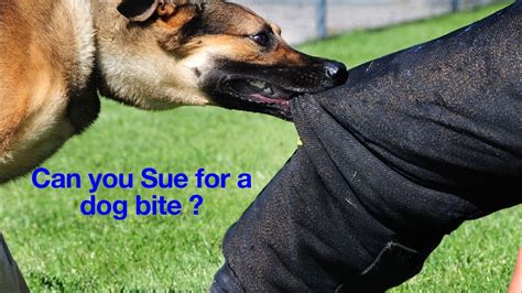 Can You Sue For A Dog Bite How To File A Dog Bite Claim Does