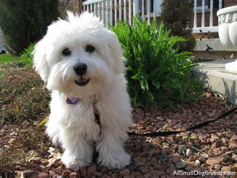 Coton De Tulear History Personality Appearance Health And Pictures