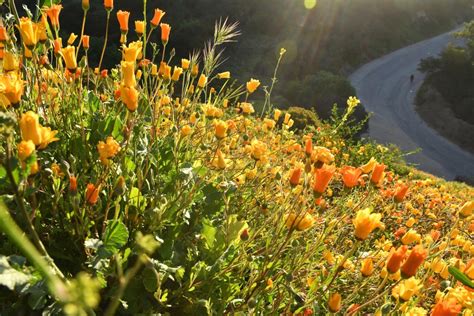 Instagram Hungry Crowds Are Destroying The Super Bloom Los Angeles Times