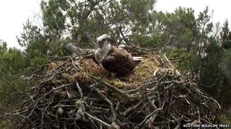 New Female Osprey Takes Over Nest At Loch Of The Lowes Bbc News