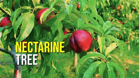 Nectarine Tree Youtube