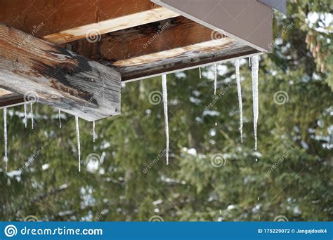 Melting Icicles On The Corner Of A Roof On The Background Of Coniferous