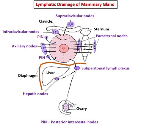The Anatomy Of Pectoral Region Lymphatic Drainage Lym