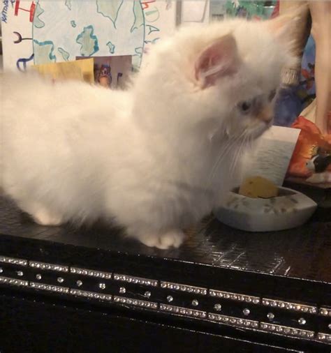 Our munchkin kittens for sale are sold as pets only without breeding rights. Munchkin Cats For Sale | New Orleans, LA #306137 | Petzlover