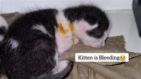 😼new Kitten Is Beaten By Salt😰 He Is Bleeding😥 Cat Shorts