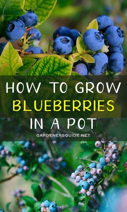 How To Grow Blueberries In A Pot Grow Blueberries Grow Blueberries