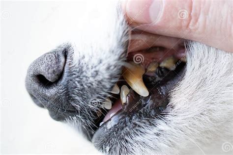 Dogs Have Problems With Oral Cavity Limestone Gingivitis Tooth Decay