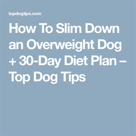 How To Slim Down An Overweight Dog 30 Day Diet Plan Overweight Dog