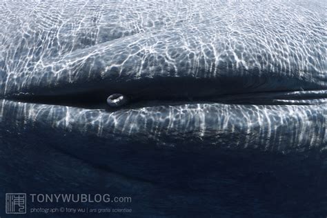 Genital Slit And Penis Of Dead Blue Whale Sri Lanka Tony Wu Underwater Photography