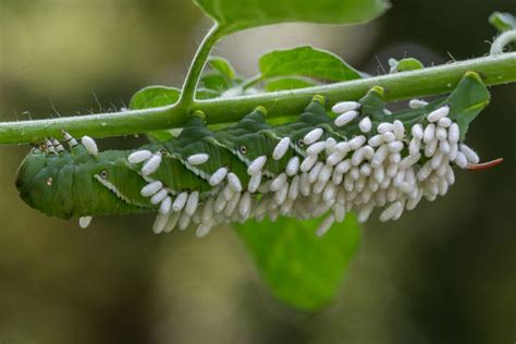 Stop The Tomato Hornworm From Damaging Your Tomatoes