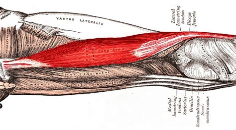Partícula Letra Plano Tendones Isquiotibiales Anatomia Taller Pasta