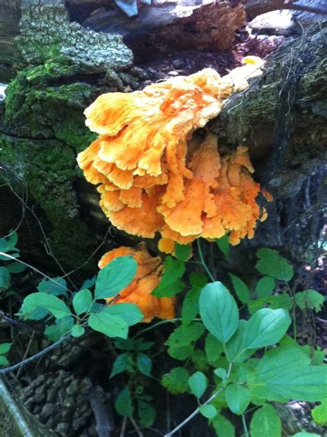 Hunting And Cooking Chicken Of The Woods Mushrooms