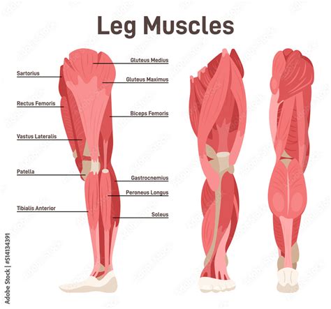Unlock The Secrets Of Leg Muscle Anatomy With A Back View Enhance Your