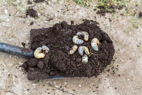 How To Remove Grubs From Your Garden