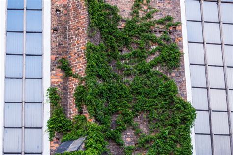 Green Creeper Plant On The Brick Wall Stock Image Image Of