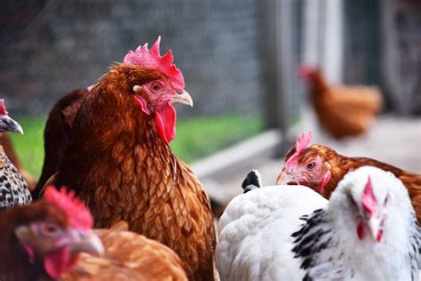 Bird Flu Confirmed In Small Commercial Poultry Flock In Highlands Farminguk News