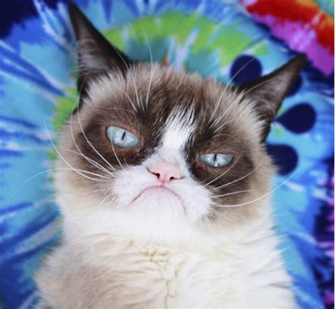 Grumpy Cat Died But Ai Avatar Survives