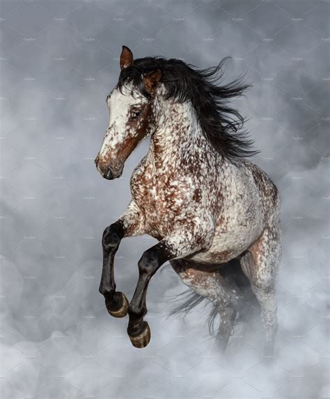 Appaloosa Horse Rearing Animal Photos Creative Market