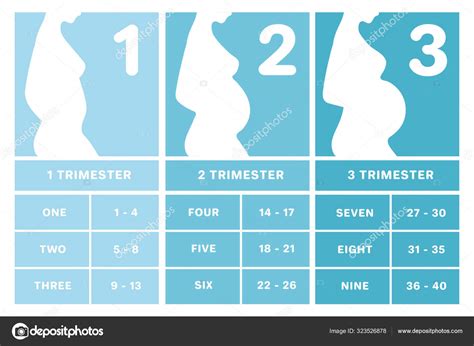Pregnancy Calendar By Weeks Months Trimesters Pregnancy Infographics