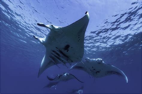 Manta Ray 1 Lady Musgrave Experience Great Barrier Reef