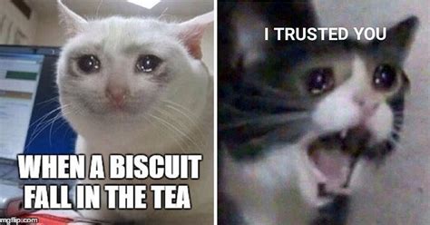 10 Heart Touching Crying Cat Memes That Make You Sad And