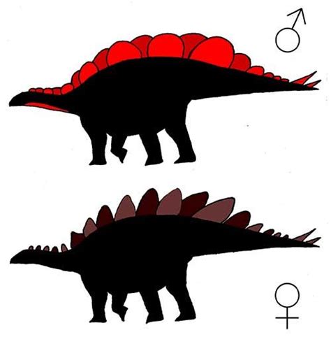 Stegosaurus Plates Help Determine Sex Offer Further Proof Of Sexual Dimorphism In Dinosaurs