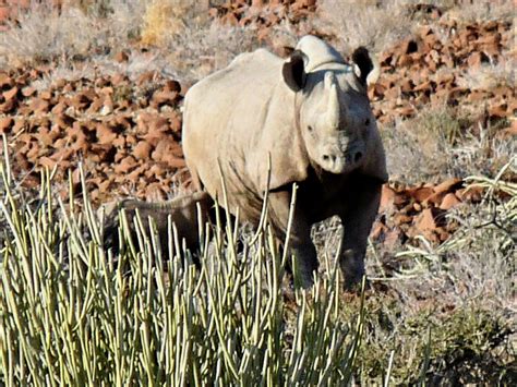 Covid 19 Increases The Pressure Botswanas Rhino Poaching Crisis