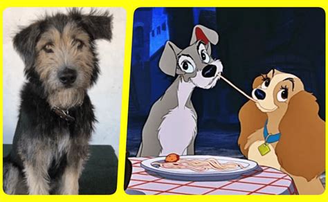 Perra De La Dama Y El Vagabundo - Disney rescata a perrito de una perrera para La Dama y el Vagabundo
