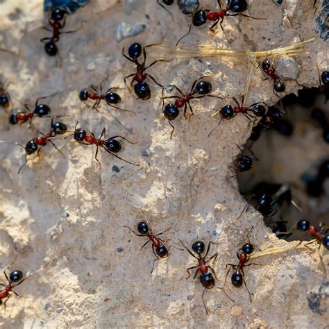 Meat Ants In Australia What You Need To Know Fpc Aus