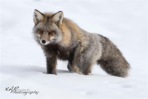 Gorgeous Fox In The Snow Colorado Fox Animals Animal Kingdom
