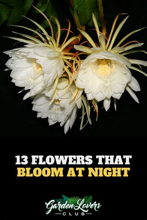 13 Flowers That Bloom At Night Photos Garden Lovers Club Night