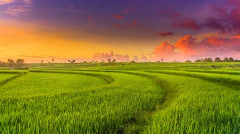 Countryside Paddy Fields 4k Wallpapers Hd Wallpapers Id 28374