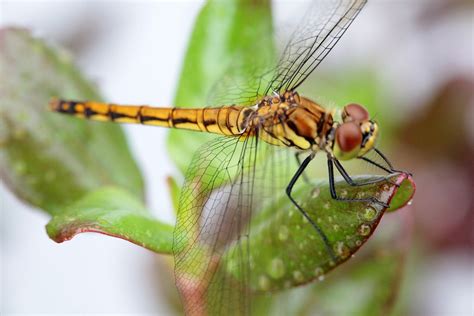 10 Fascinating Facts About Dragonflies