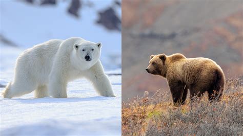 Polar Bear Vs Grizzly Bear